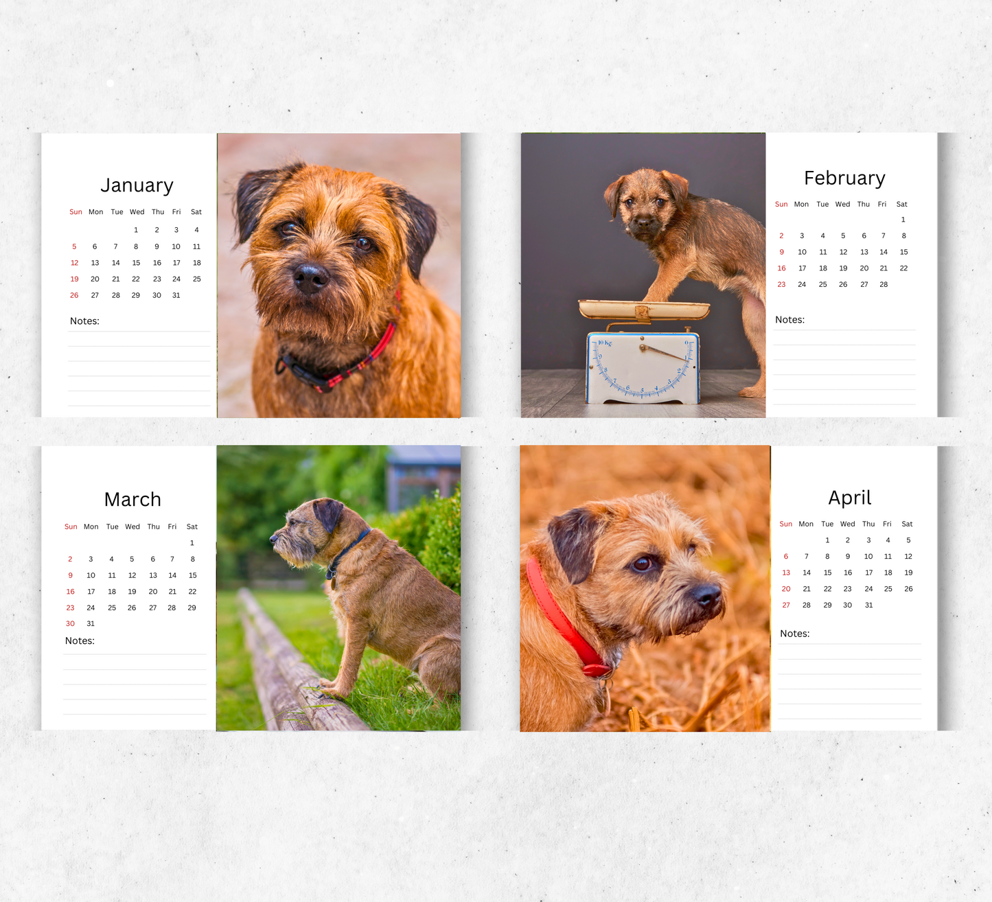 Border Terrier Desk Calendar 2026-2027