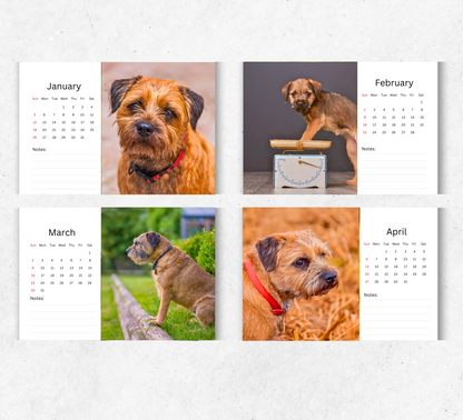 Border Terrier Desk Calendar 2026-2027