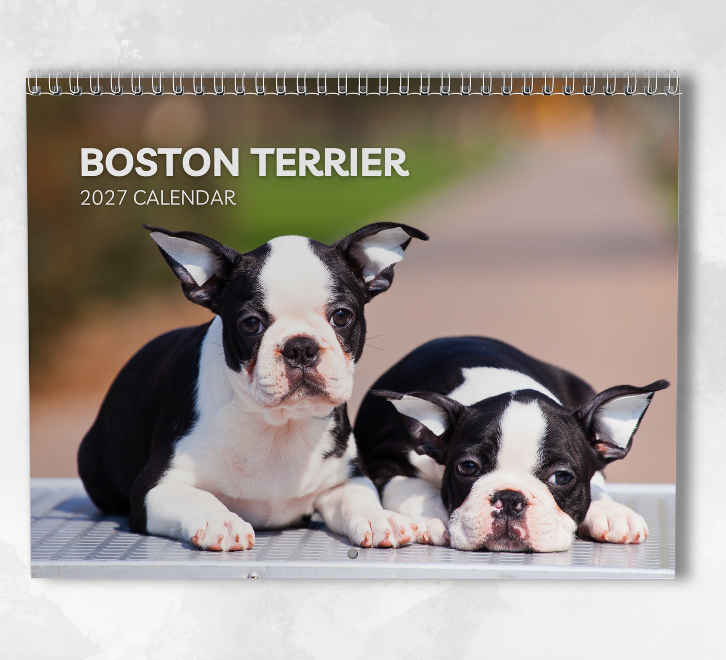 Boston Terrier Calendar 2027