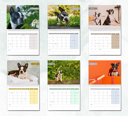 Boston Terrier Calendar 2027