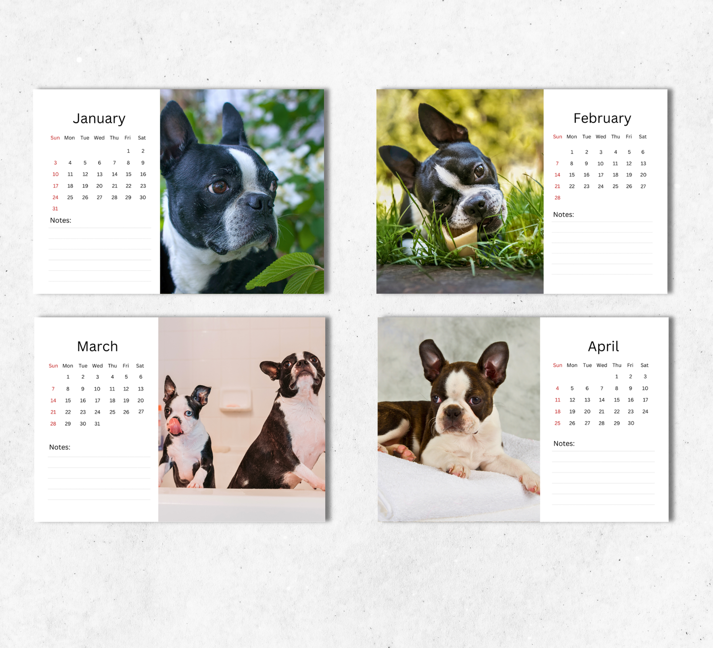 Boston Terrier Desk Calendar 2027-2028