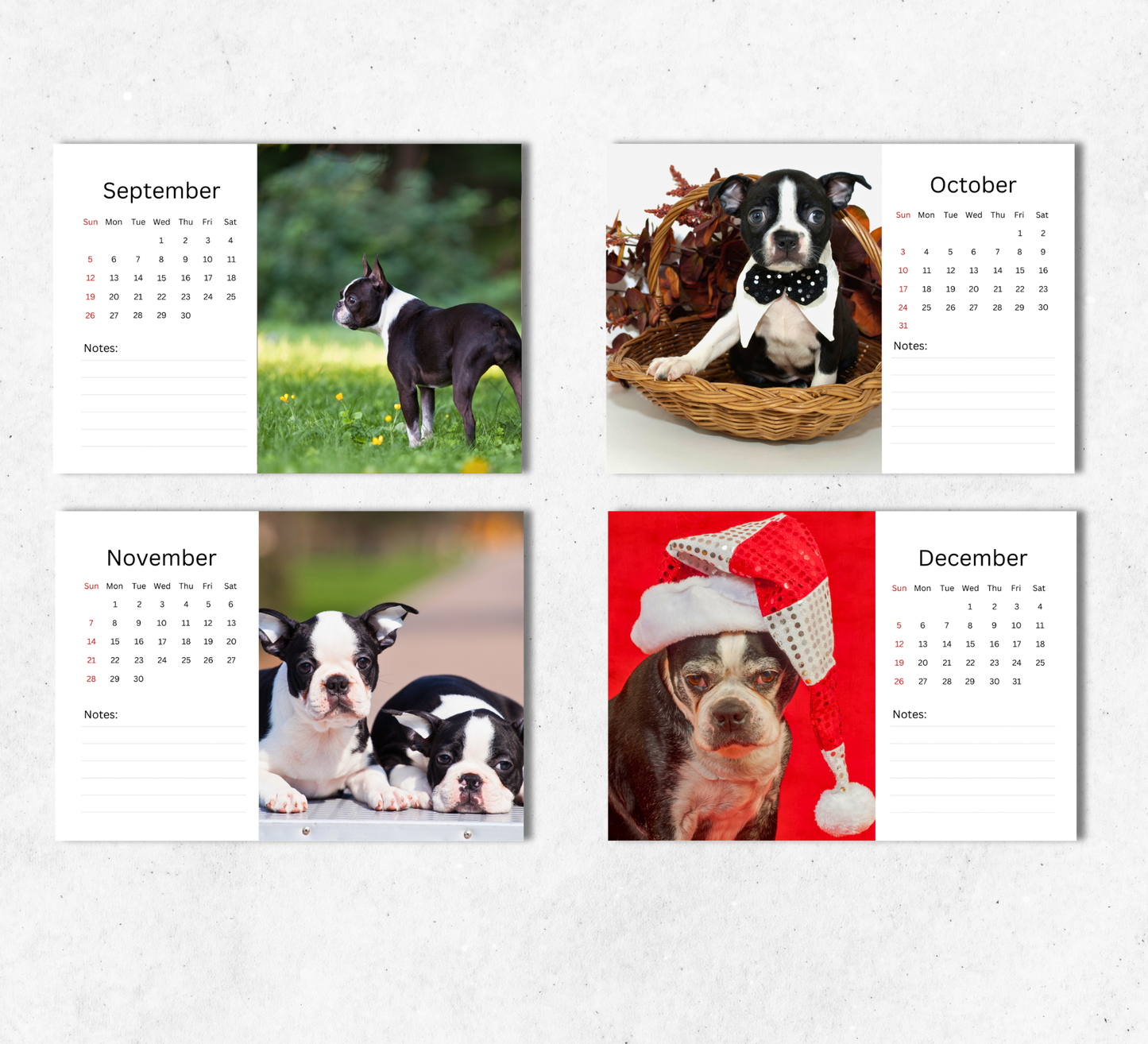 Boston Terrier Desk Calendar 2027-2028