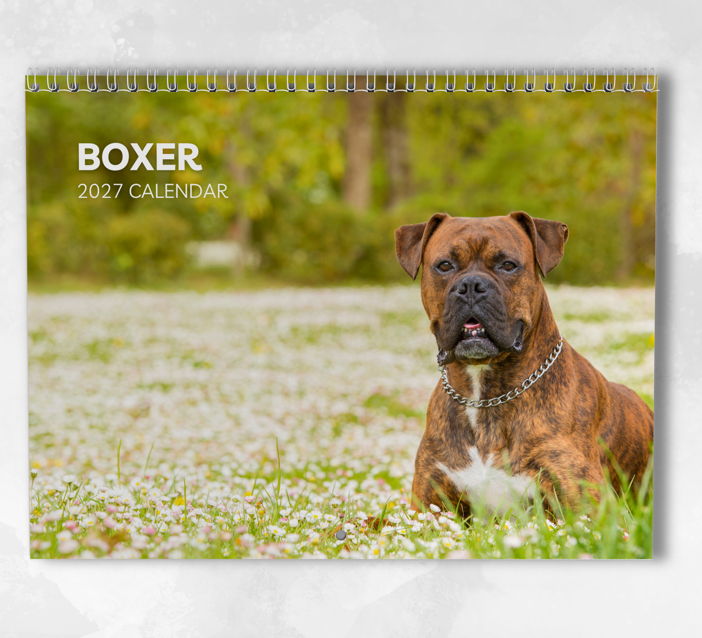 Boxer Dog Calendar 2027