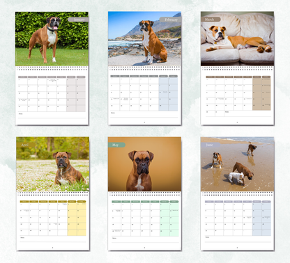 Boxer Dog Calendar 2027