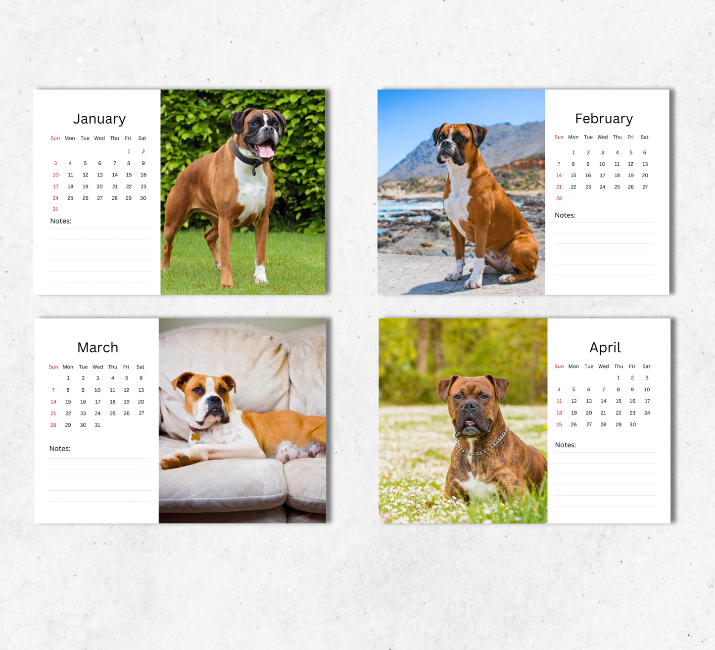 Boxer Dog Desk Calendar 2027-2028