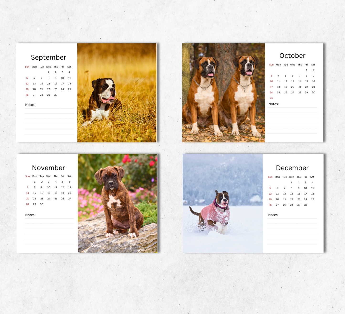 Boxer Dog Desk Calendar 2027-2028