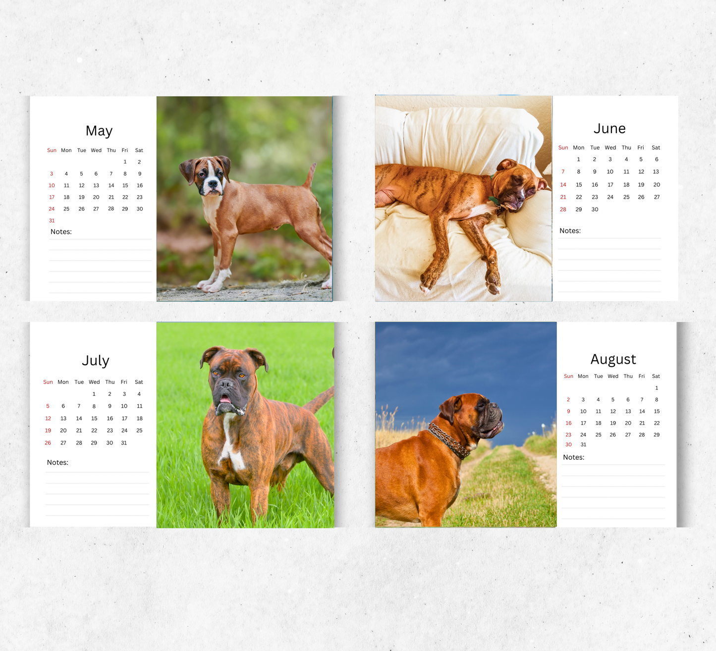 Boxer Dog Desk Calendar 2026-2027