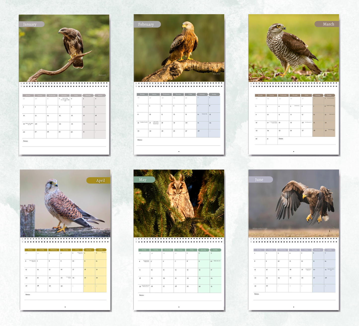 British Birds of Prey Calendar 2027