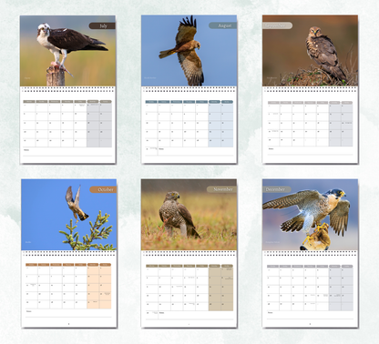 British Birds of Prey Calendar 2027