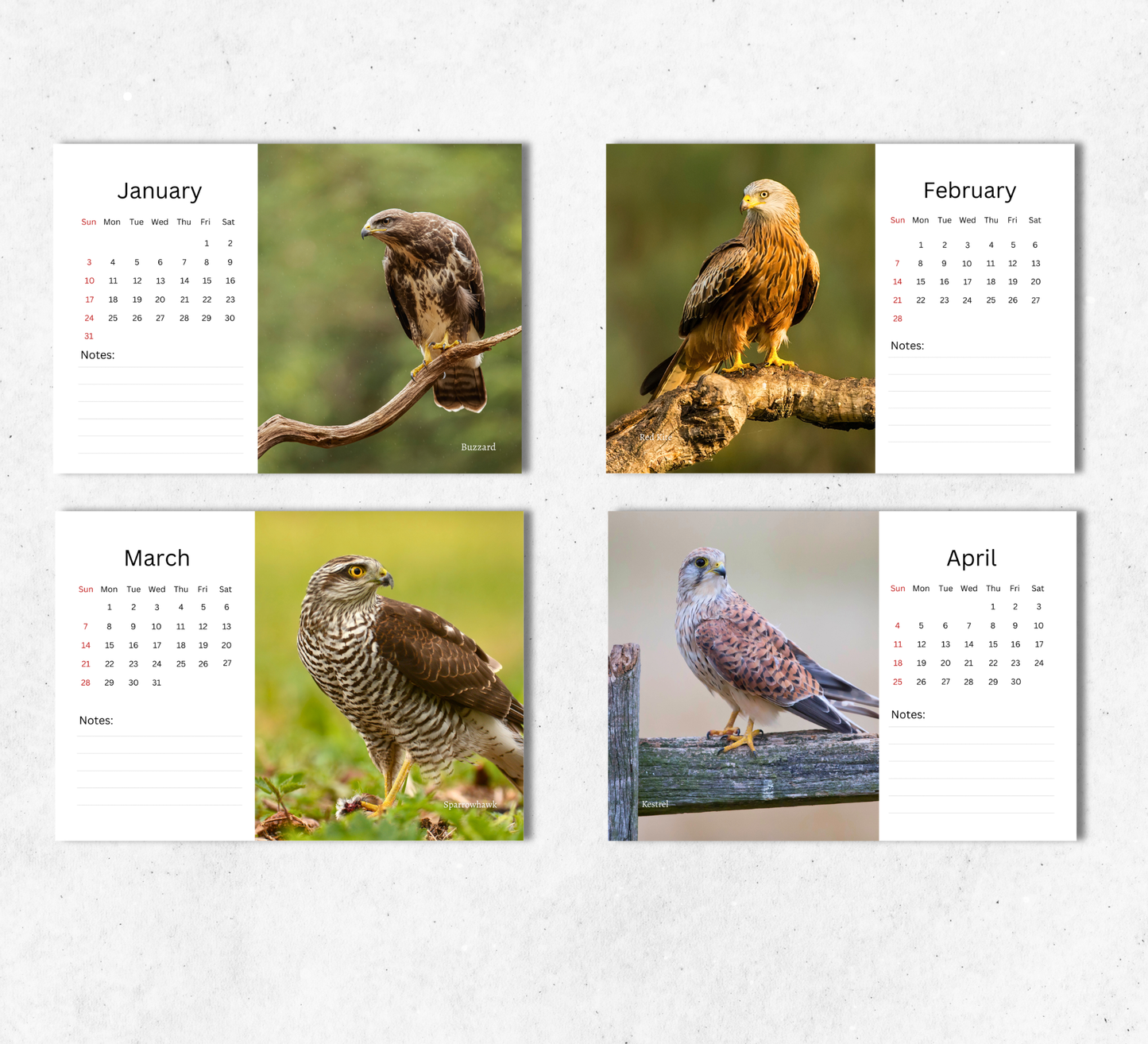 British Birds of Prey Desk Calendar 2027-2028