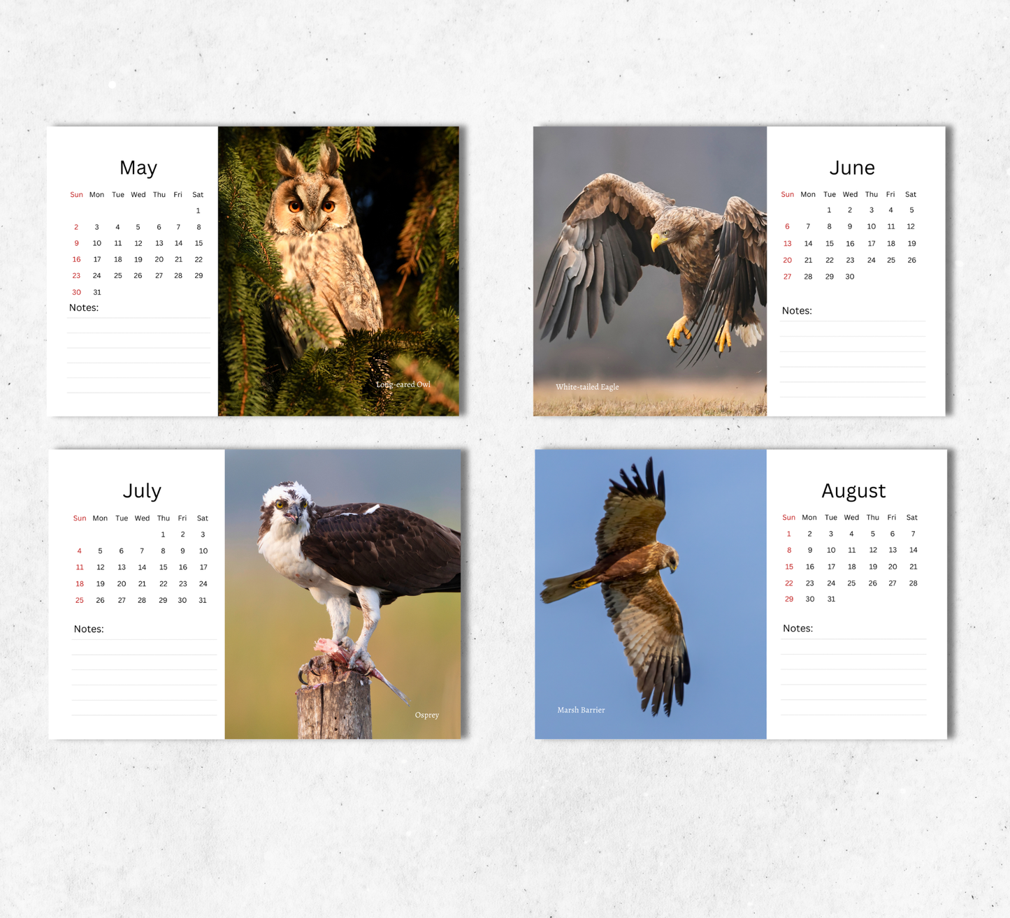 British Birds of Prey Desk Calendar 2027-2028