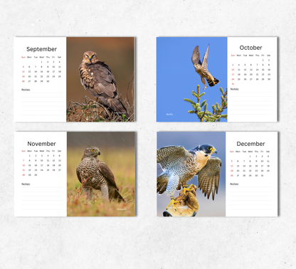 British Birds of Prey Desk Calendar 2027-2028