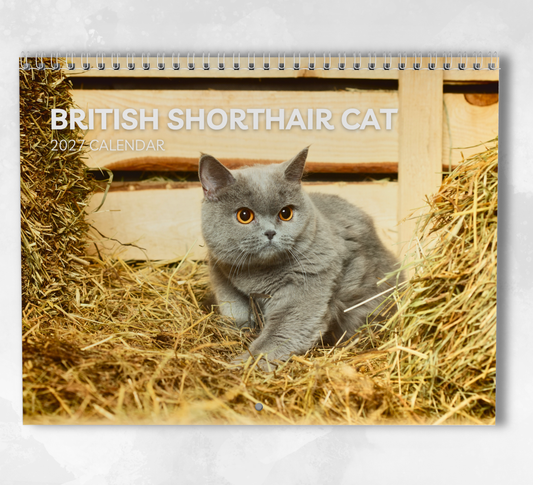 British Shorthair Cat Calendar 2027