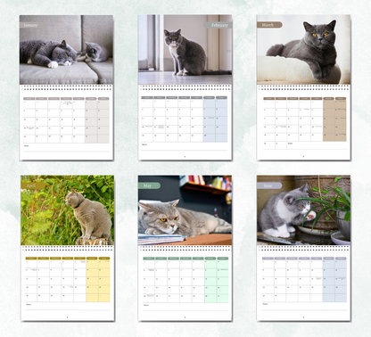 British Shorthair Cat Calendar 2027