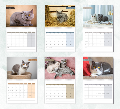 British Shorthair Cat Calendar 2027