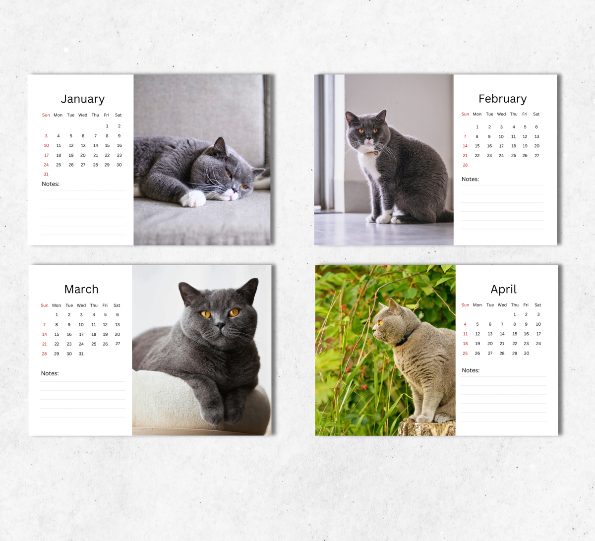 British Shorthair Cat Desk Calendar 2027-2028