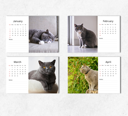British Shorthair Cat Desk Calendar 2027-2028