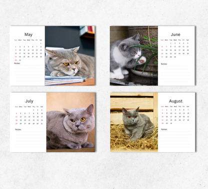 British Shorthair Cat Desk Calendar 2027-2028