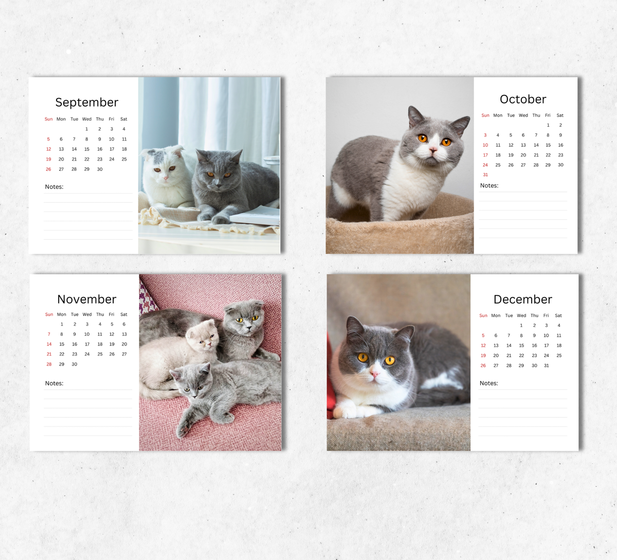 British Shorthair Cat Desk Calendar 2027-2028