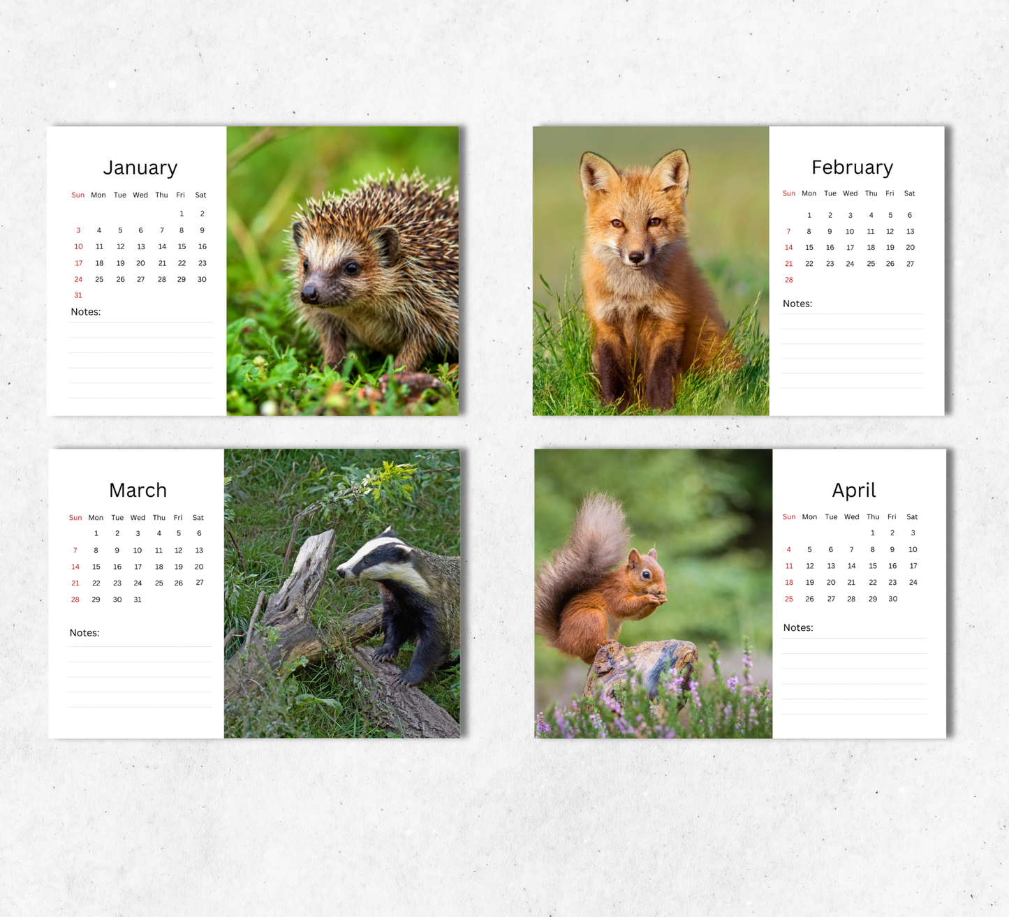 British Wildlife Desk Calendar 2027-2028