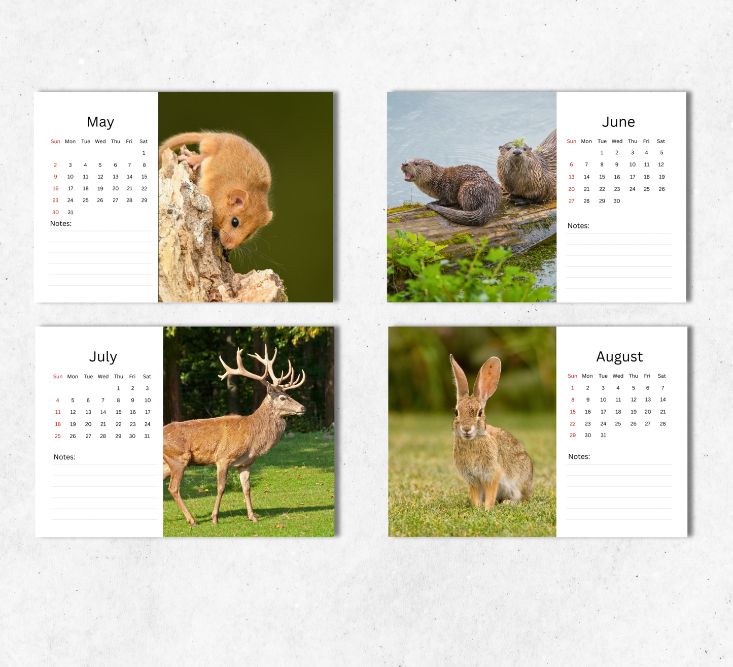 British Wildlife Desk Calendar 2027-2028