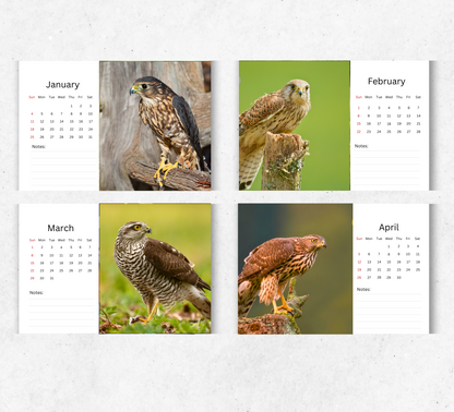 British Birds of Prey Desk Calendar 2026-2027