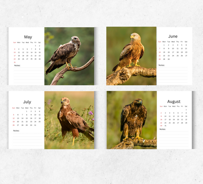 British Birds of Prey Desk Calendar 2026-2027