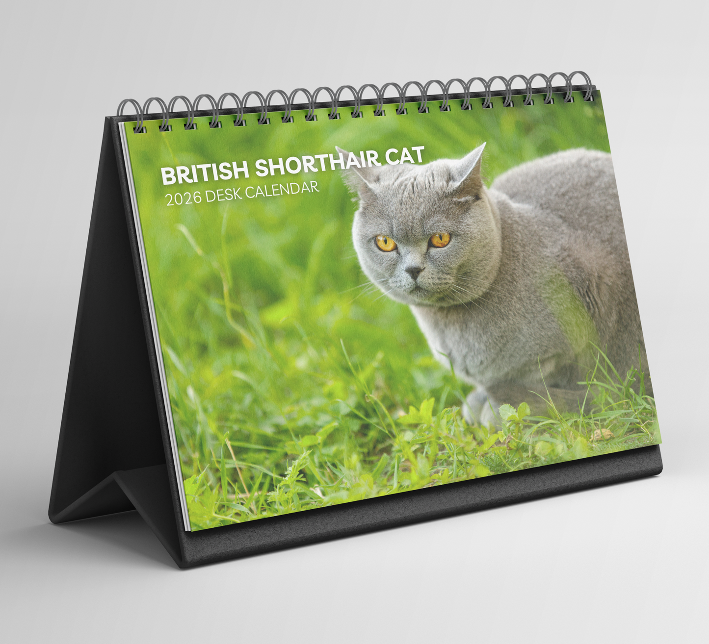 British Shorthair Cat Desk Calendar 2026-2027