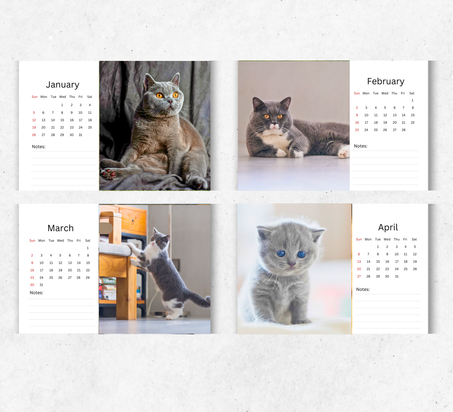 British Shorthair Cat Desk Calendar 2026-2027