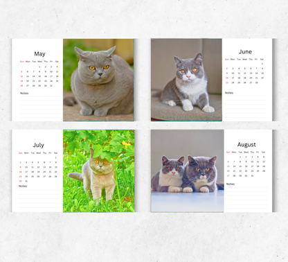 British Shorthair Cat Desk Calendar 2026-2027