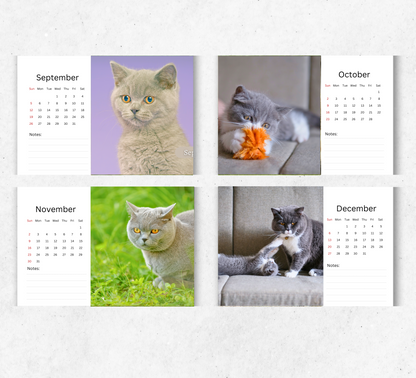British Shorthair Cat Desk Calendar 2026-2027
