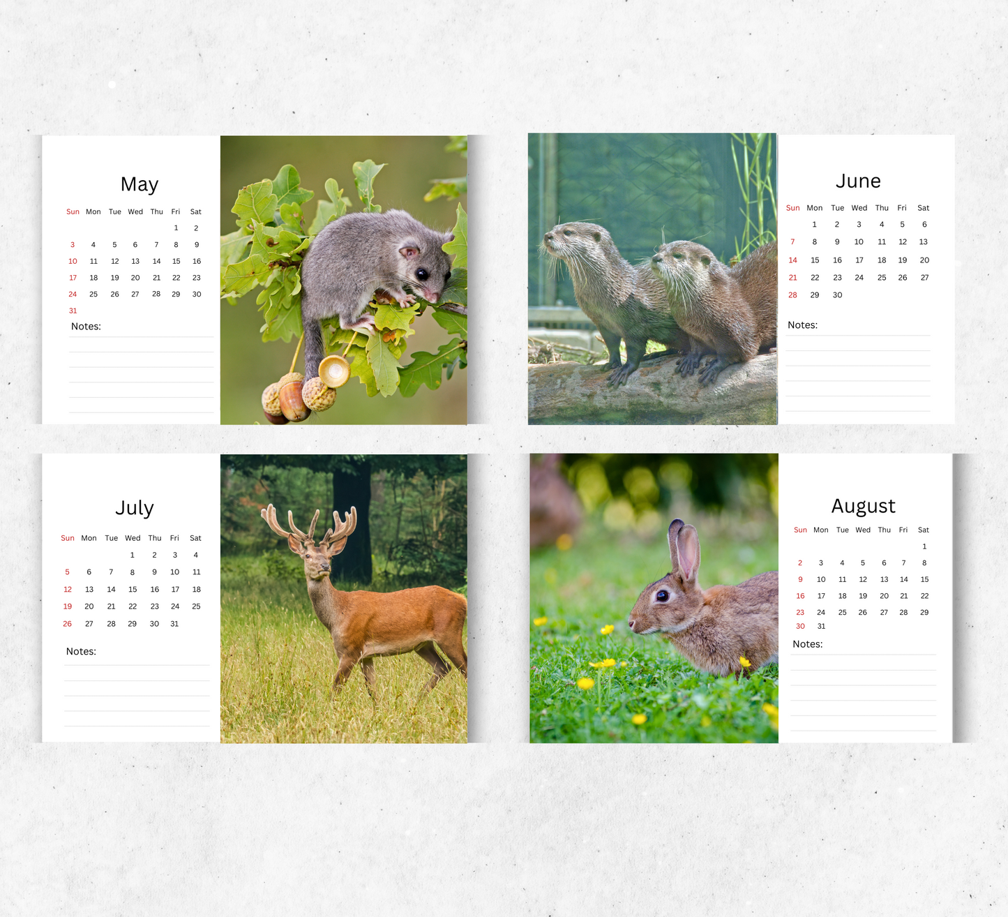 British Wildlife Desk Calendar 2026-2027
