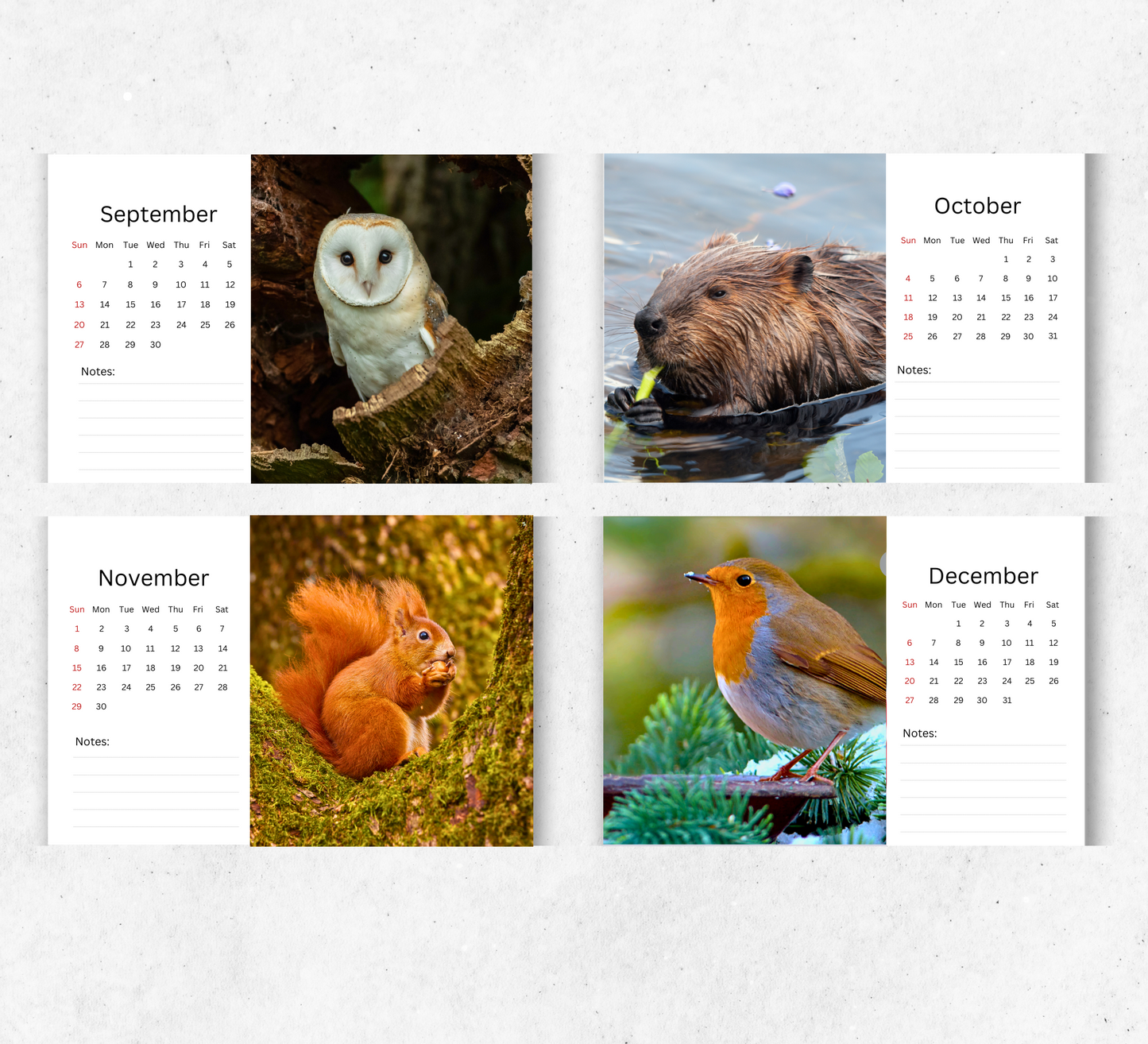British Wildlife Desk Calendar 2026-2027