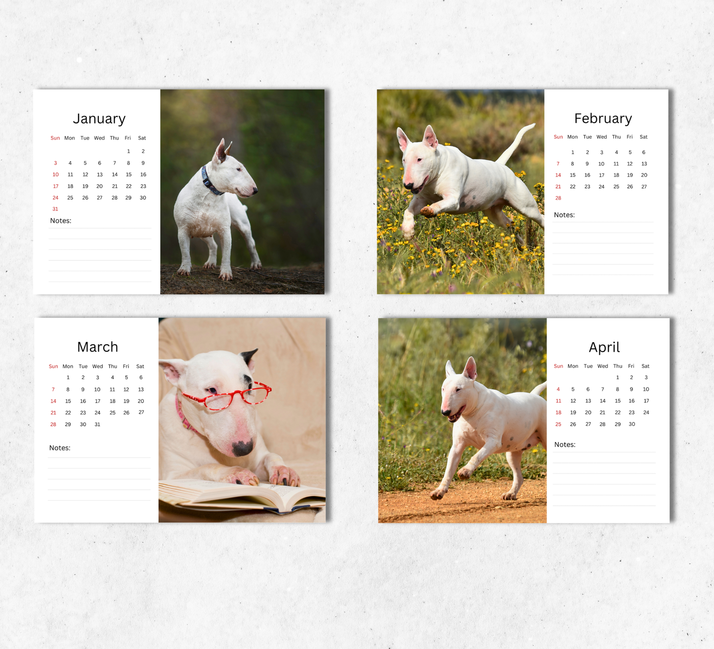 Bull Terrier Desk Calendar 2027-2028