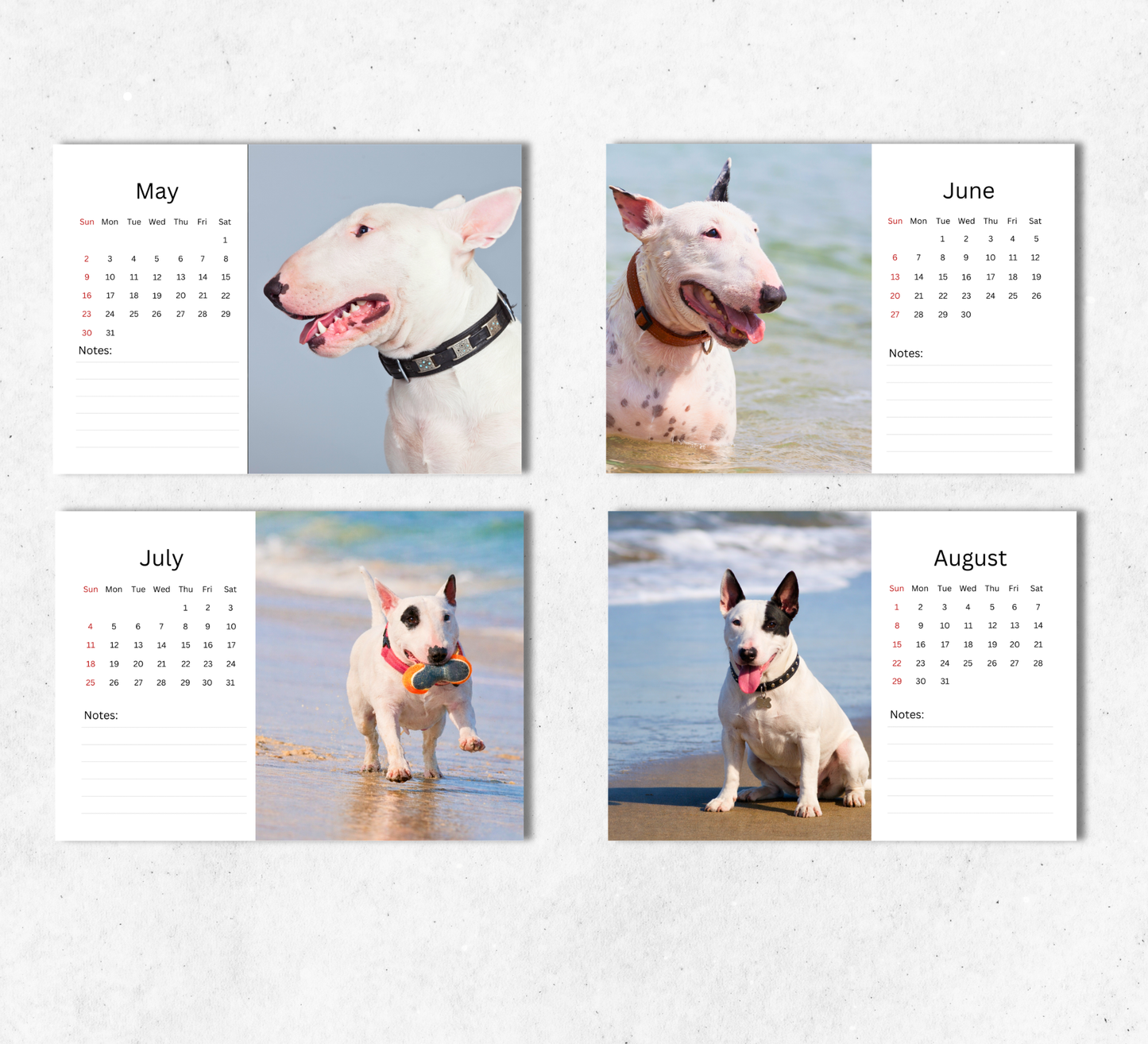 Bull Terrier Desk Calendar 2027-2028