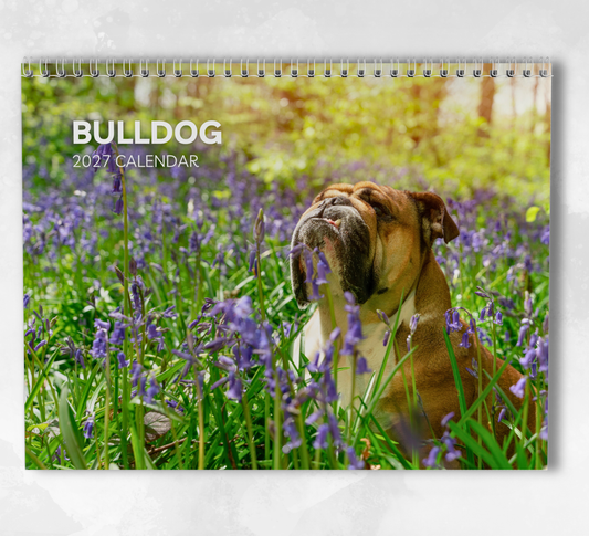 Bulldog Calendar 2027