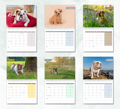 Bulldog Calendar 2027