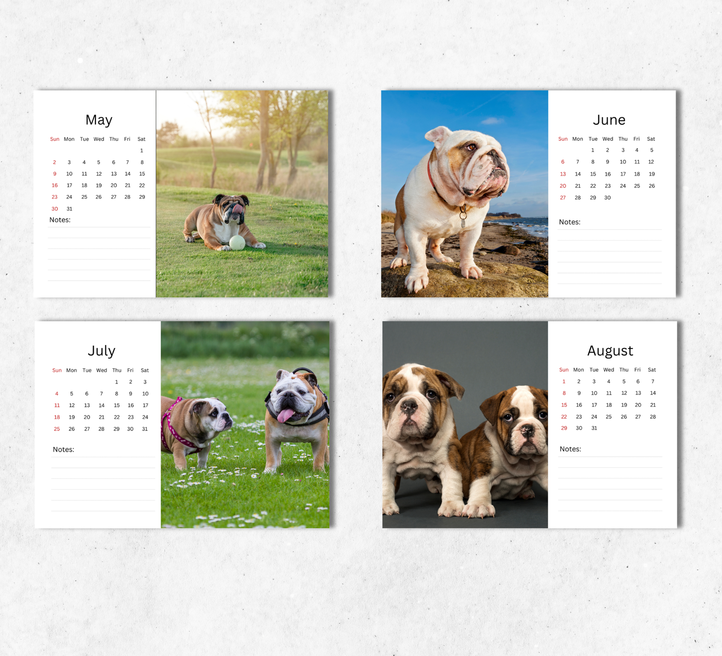 Bulldog Desk Calendar 2027-2028
