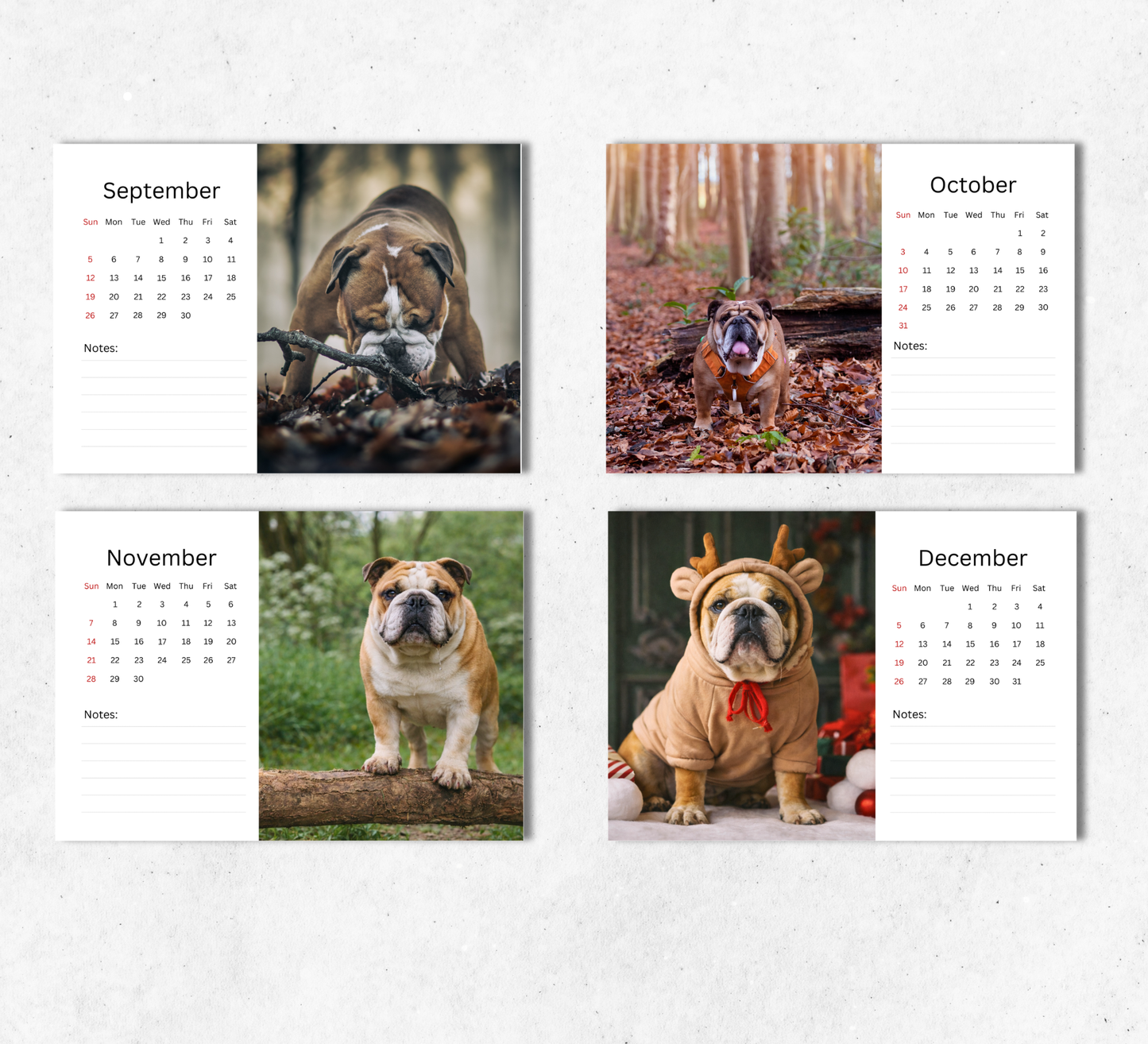 Bulldog Desk Calendar 2027-2028