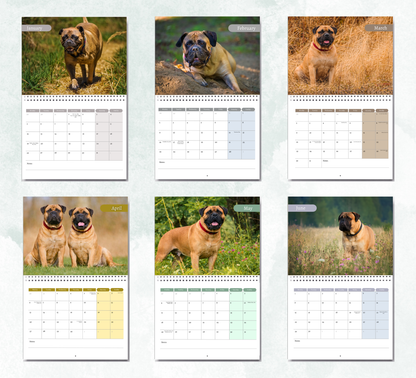 Bullmastiff Calendar 2027