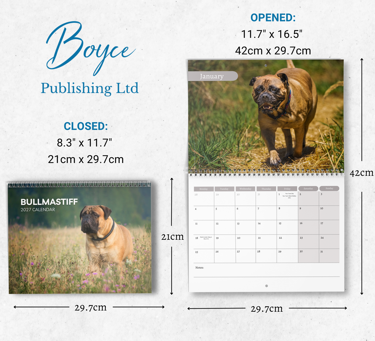 Bullmastiff Calendar 2027