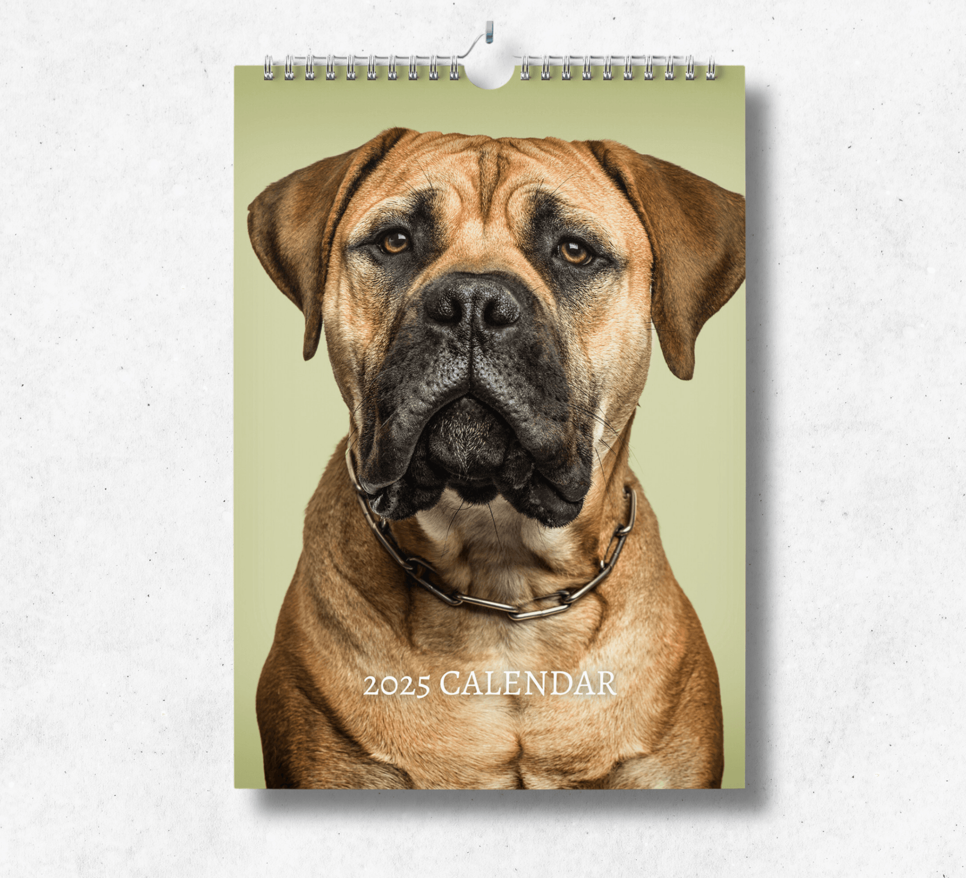 2025 Bullmastiff calendar featuring a portrait of a bullmastiff with a metal collar, looking into the camera.