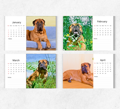 Bullmastiff Desk Calendar 2026-2027