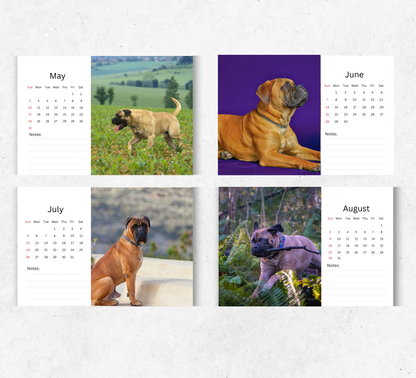 Bullmastiff Desk Calendar 2026-2027