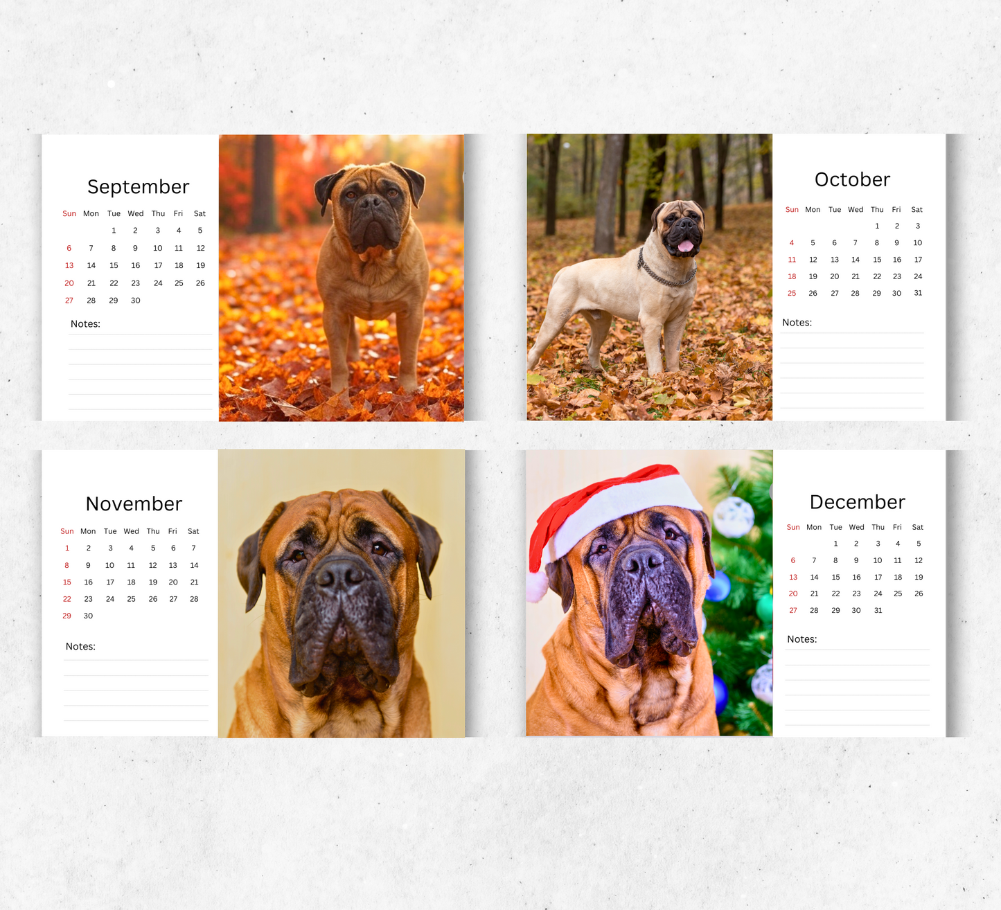 Bullmastiff Desk Calendar 2026-2027