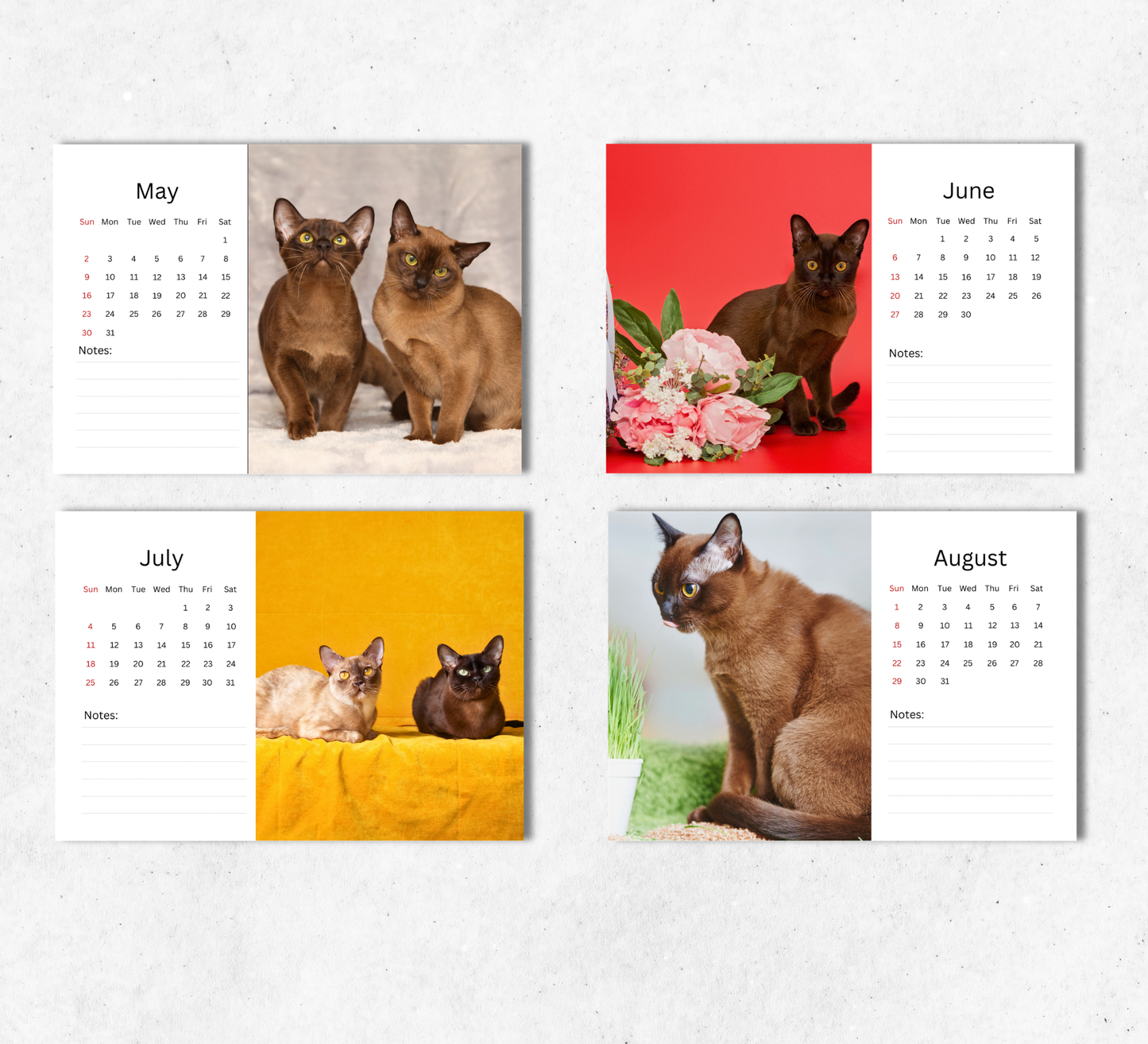Burmese Cat Desk Calendar 2027-2028