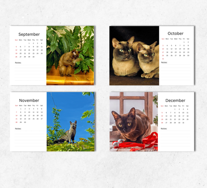 Burmese Cat Desk Calendar 2027-2028