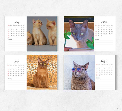 Burmese Cat Desk Calendar 2026-2027