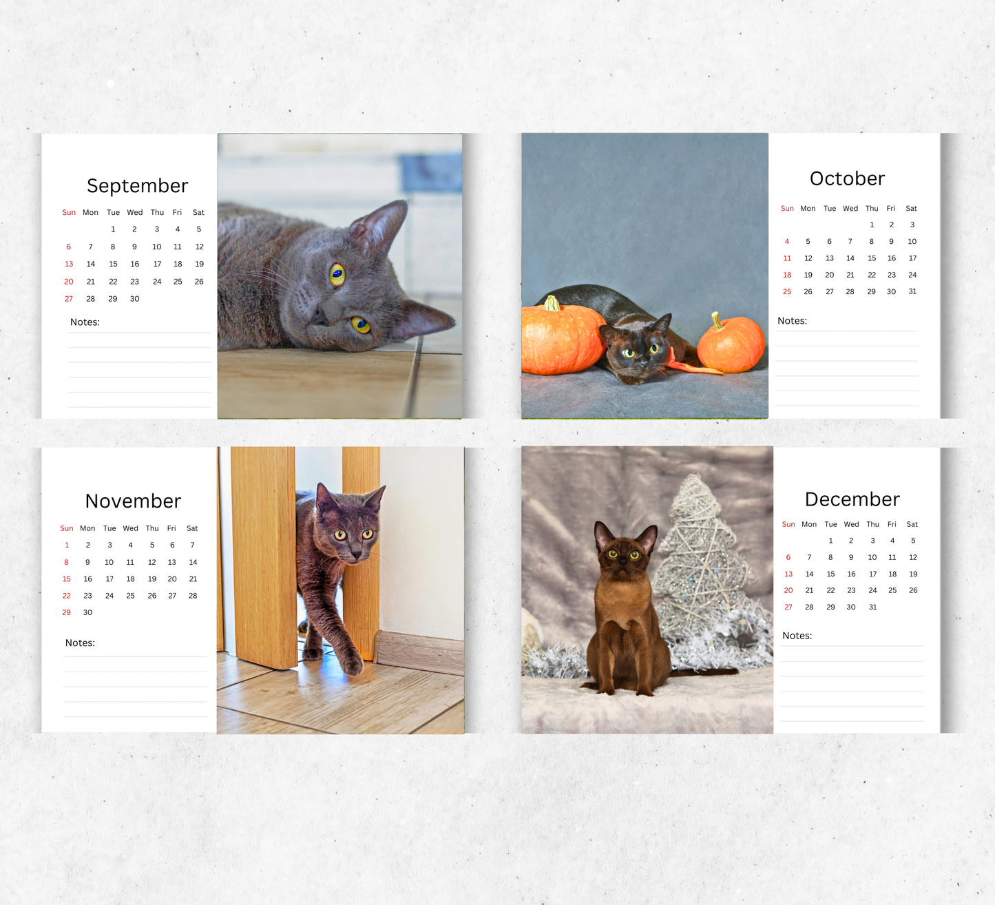 Burmese Cat Desk Calendar 2026-2027