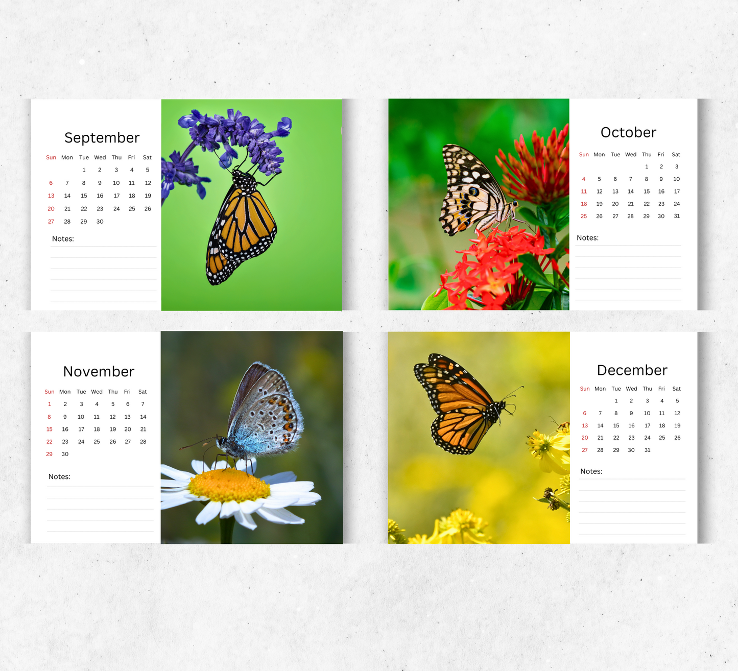 Butterfly Desk Calendar 2026-2027